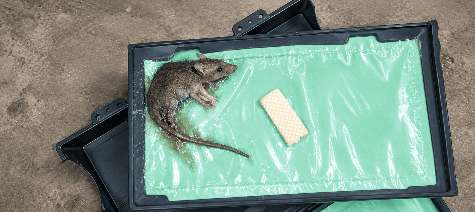 Rodent Trap Narwastu Protect